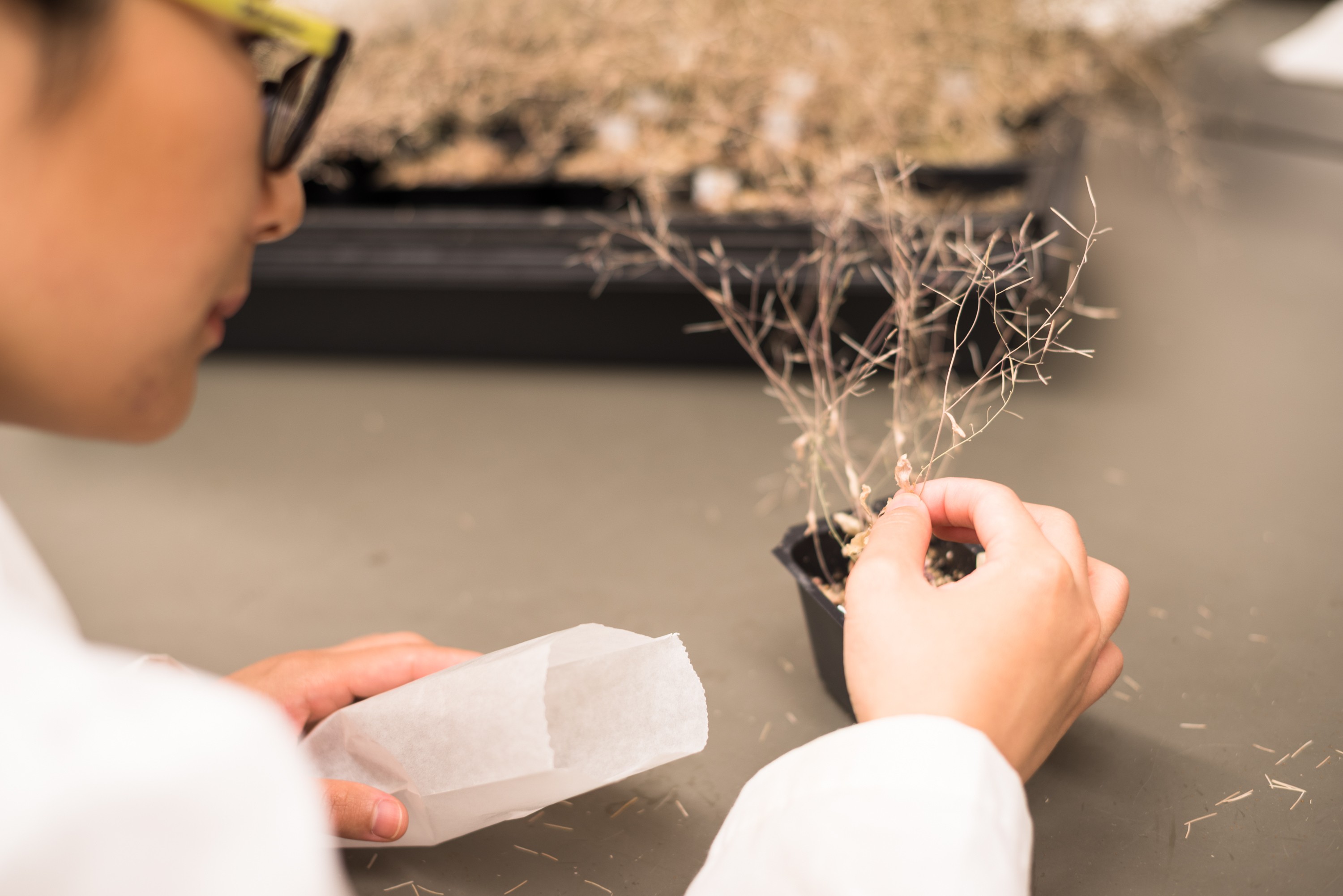 Arabidopsis