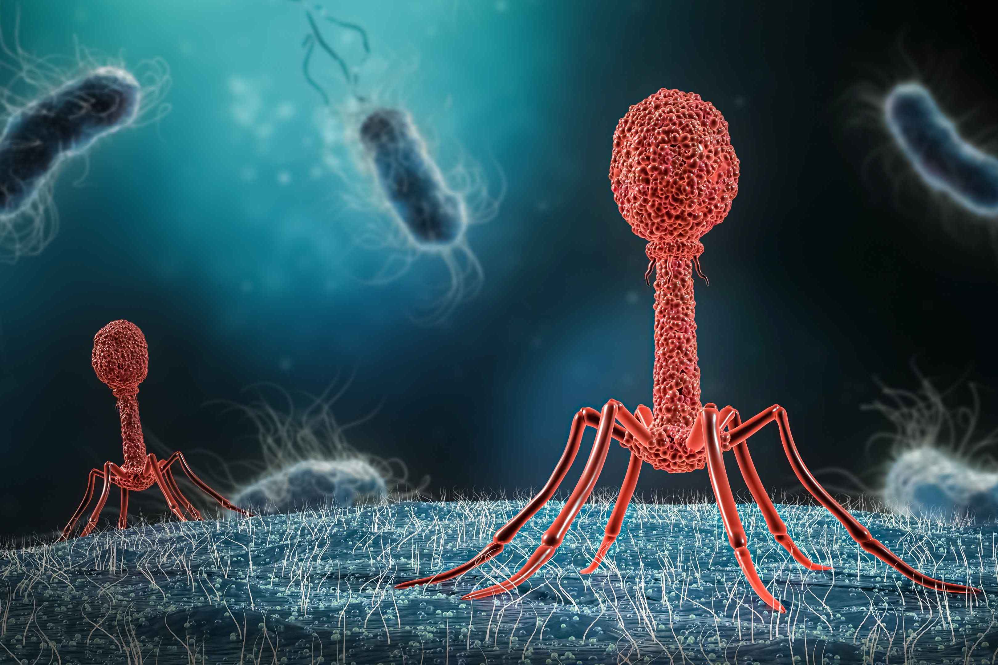 bacteriophage
