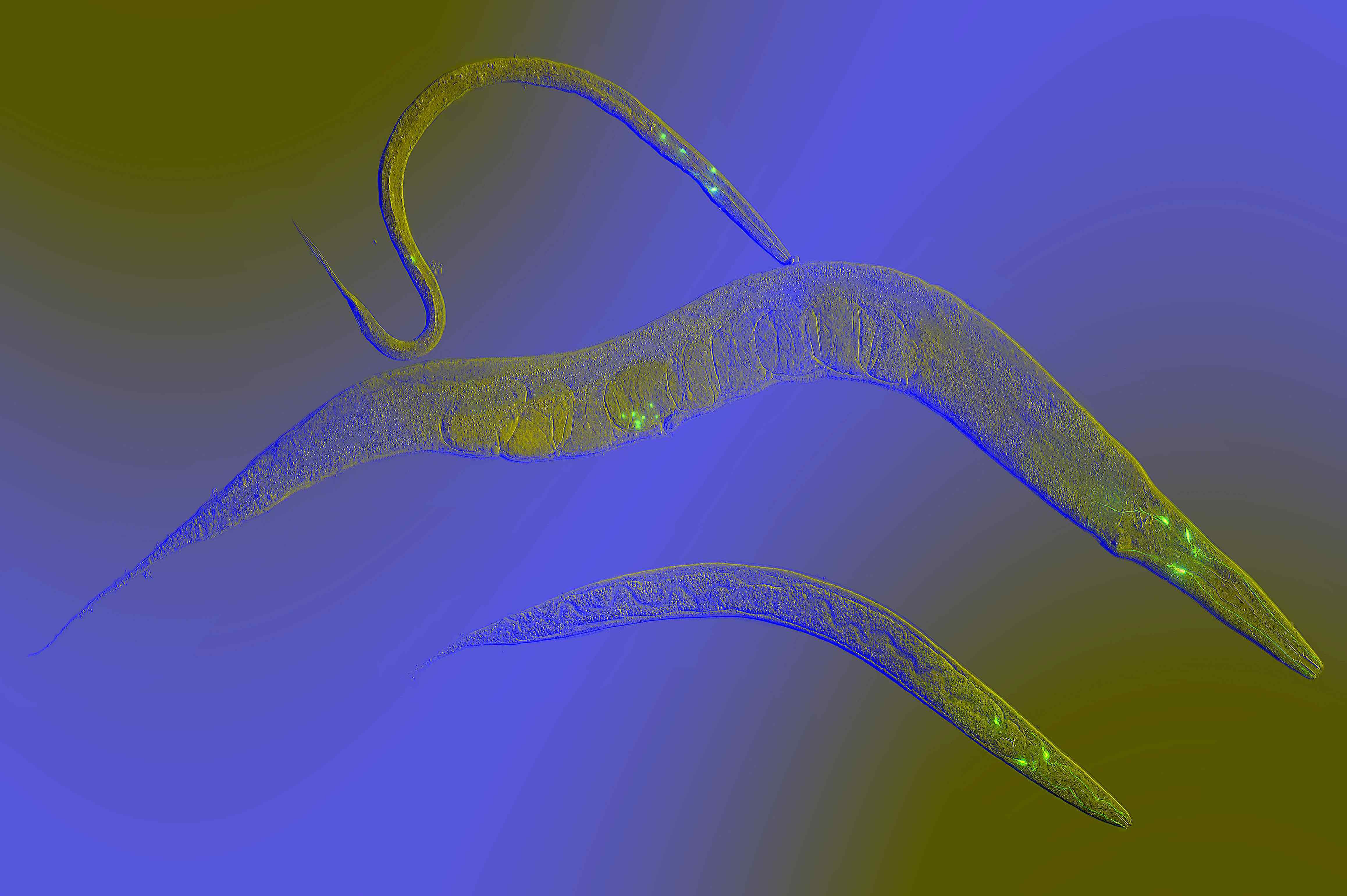 C.elegans