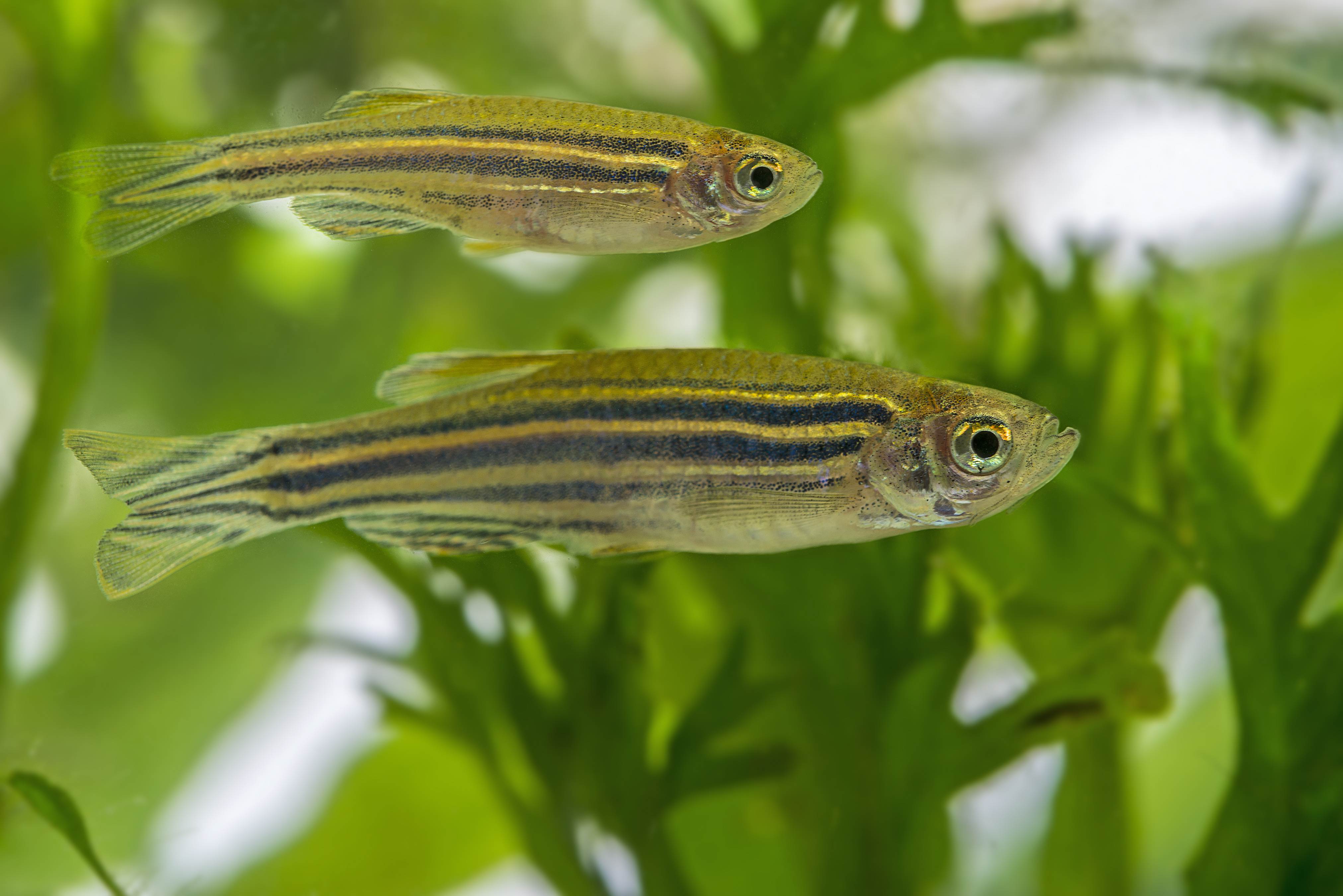 Zebra fish
