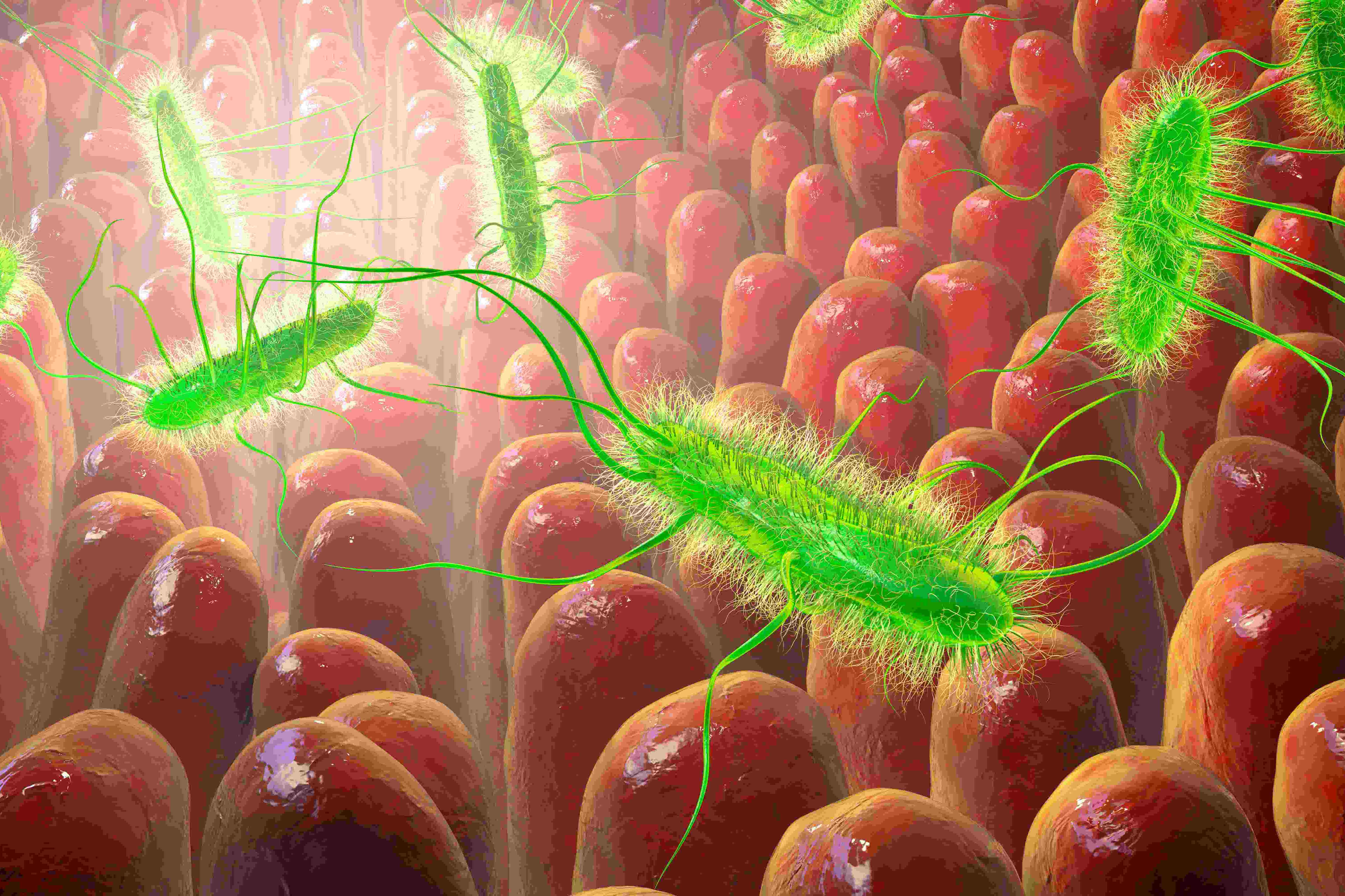 e.coli