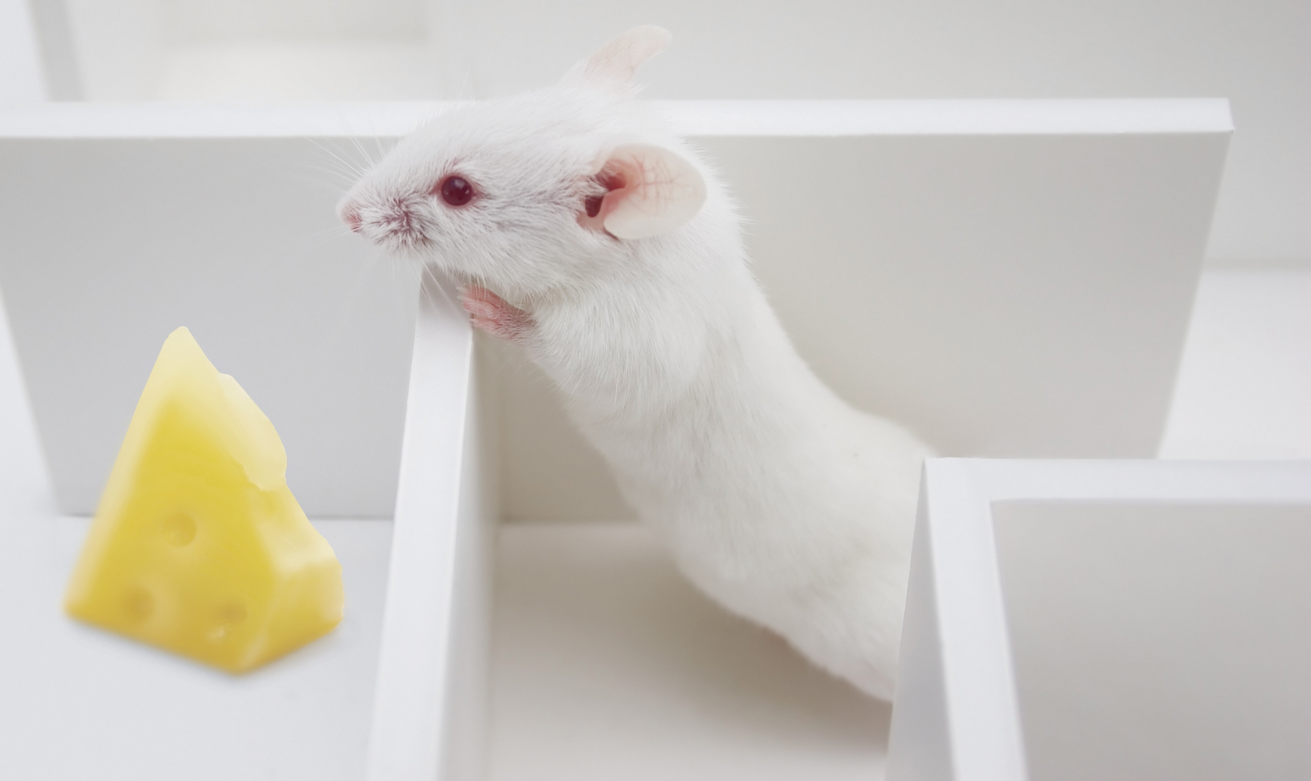 A rat in a maze