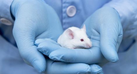 Holding a mice