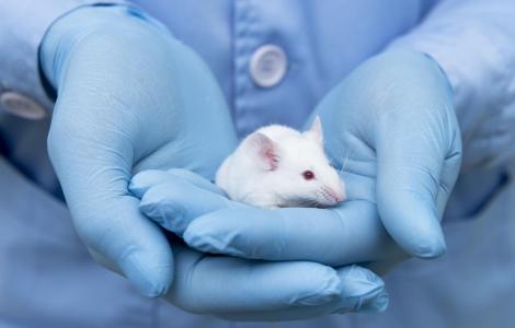 Holding a mice